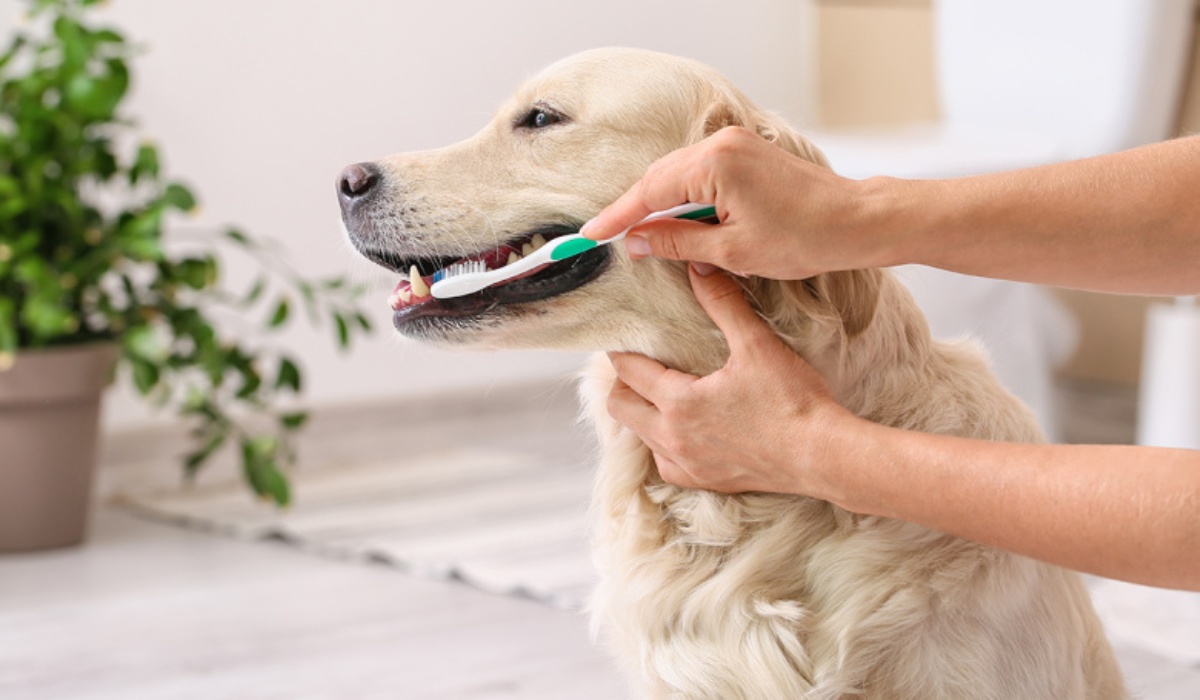 Как правильно чистить зубы собаке