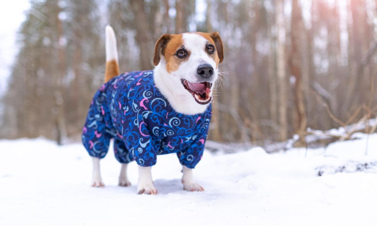 Ветеринар раскрыл главные правила выгула собак в сильный мороз