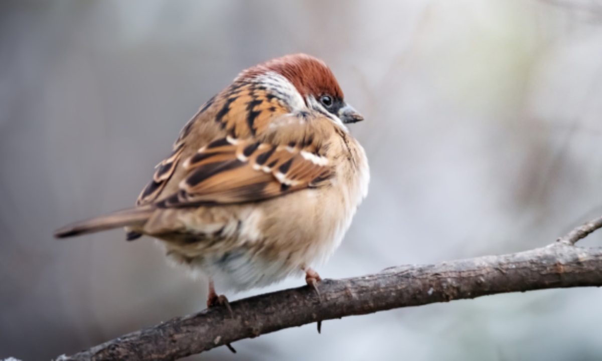 Городской фастфуд меняет птиц — почему воробьи начали набирать вес