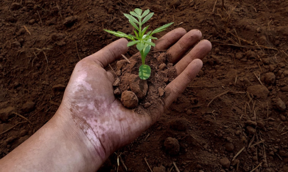 Когда лучше сажать рассаду в апреле