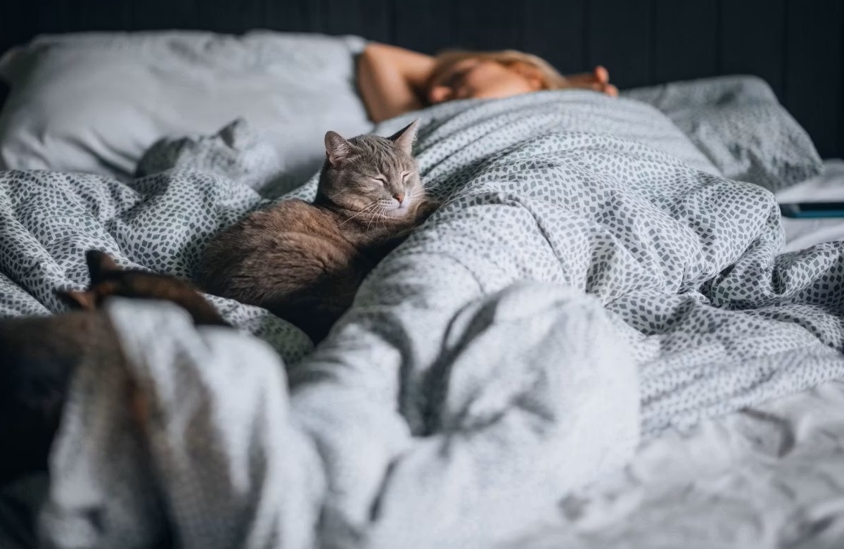 Как сон с кошкой влияет на самочувствие