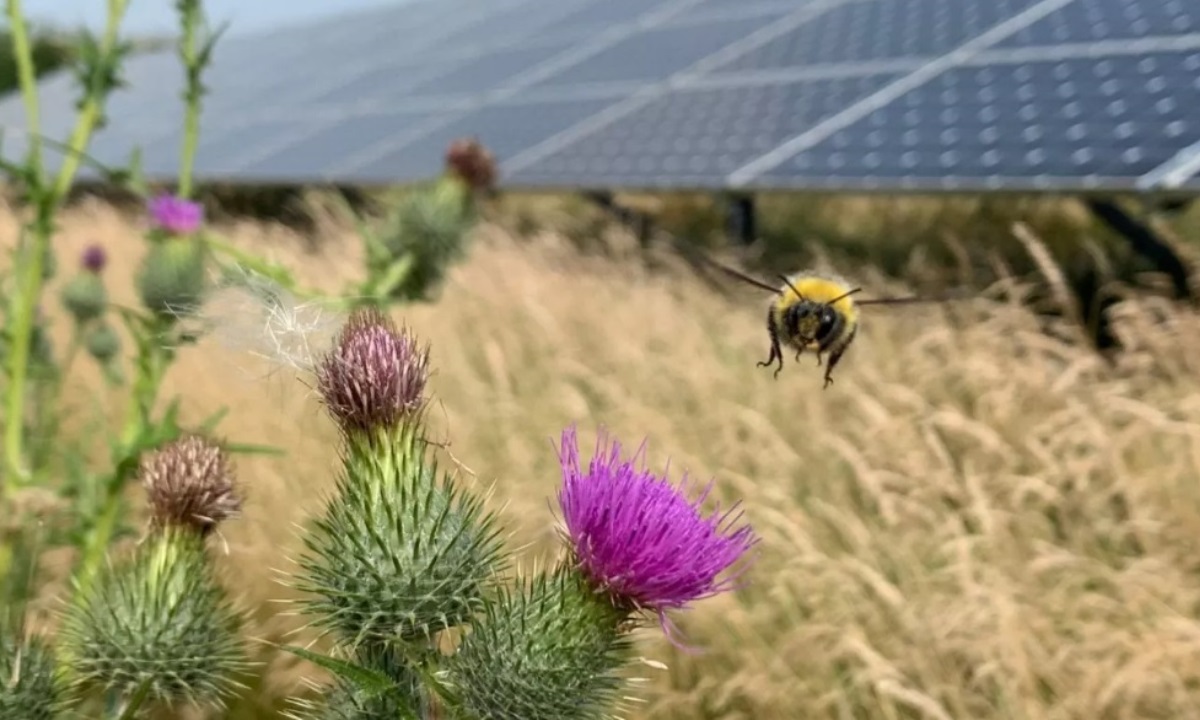 Учёные проверяют связь между солнечными батареями и поведением пчёл