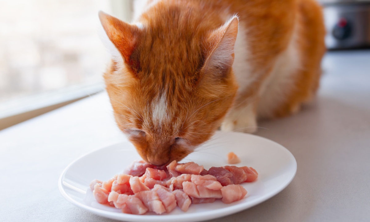 Можно ли кормить кошек только сырым мясом