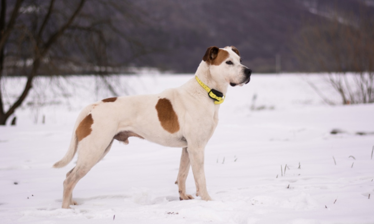 Как жить с собакой с деменцией