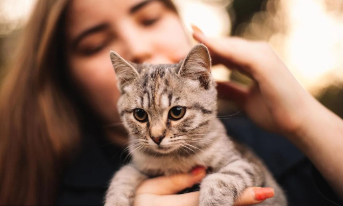 Кошка не слушается? Ветеринар объяснила, почему это нормально