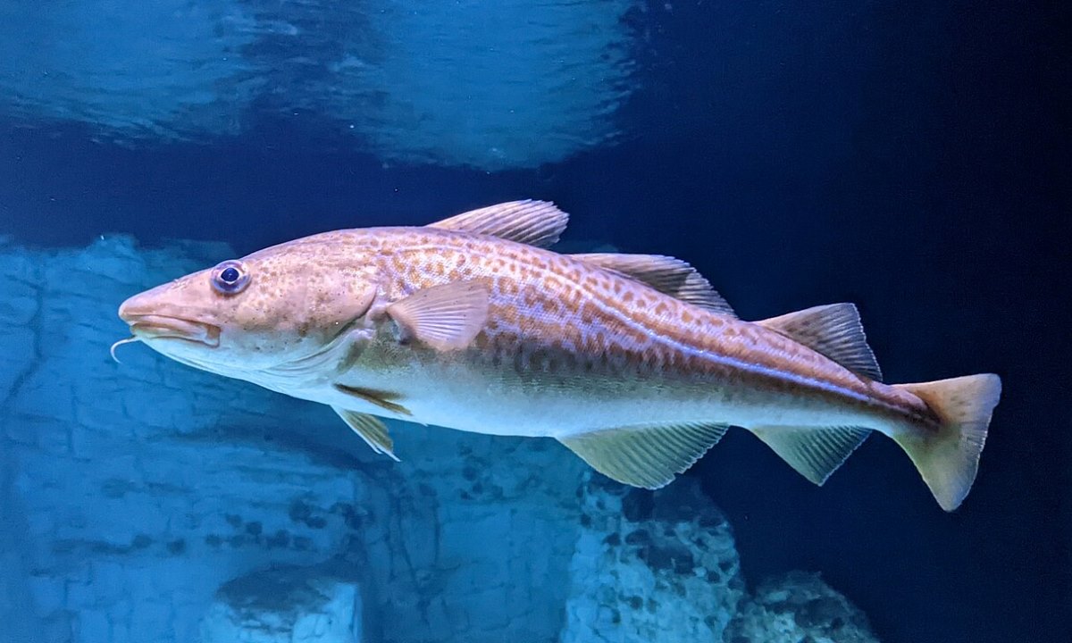 Не всё морское одинаково полезно — какие морепродукты эксперты советуют исключить