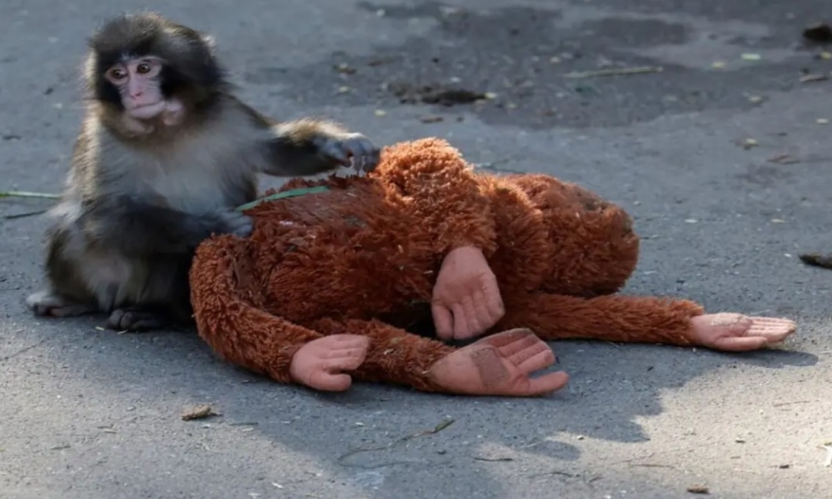 История Панча — биолог объяснил, почему мама-макака отказалась от детёныша