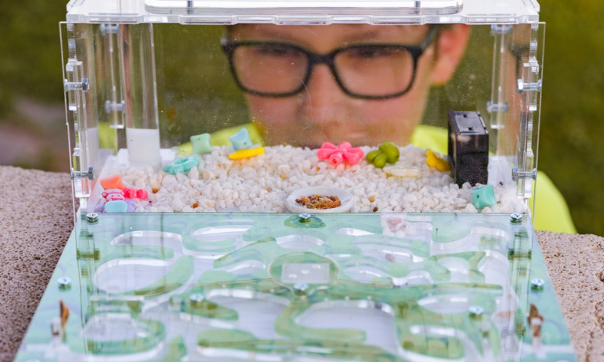 Чем полезна муравьиная ферма