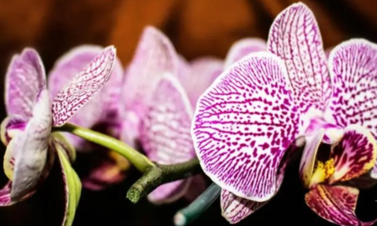 Какие цветы можно подарить аллергикам на 8 Марта