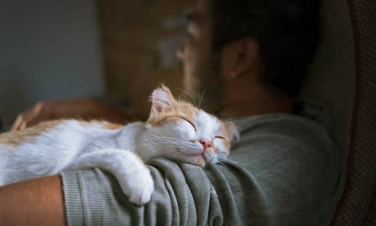 Какое положительное влияние на здоровье людей оказывают кошки