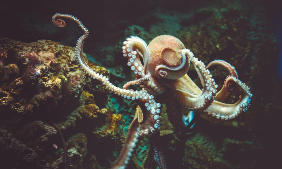 Осьминог вместо человека? Ученый назвал неожиданного «преемника» человечества