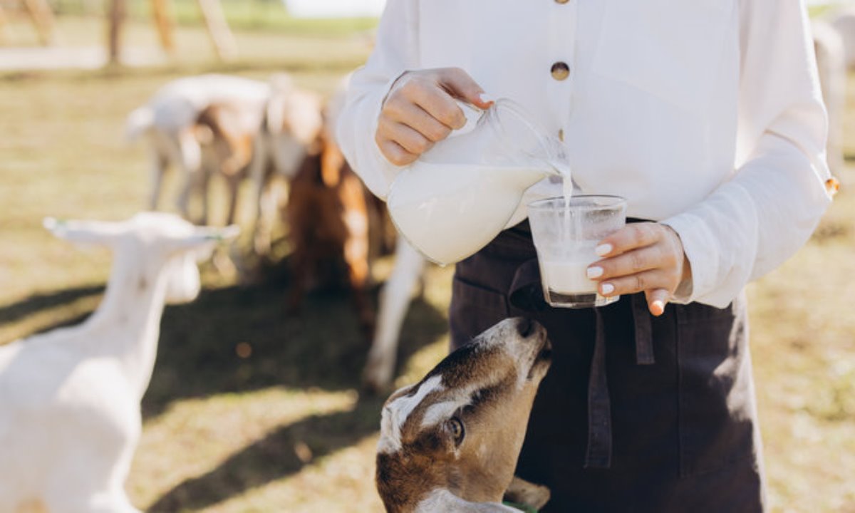 Козье молоко против коровьего — эндокринолог назвала ключевые преимущества