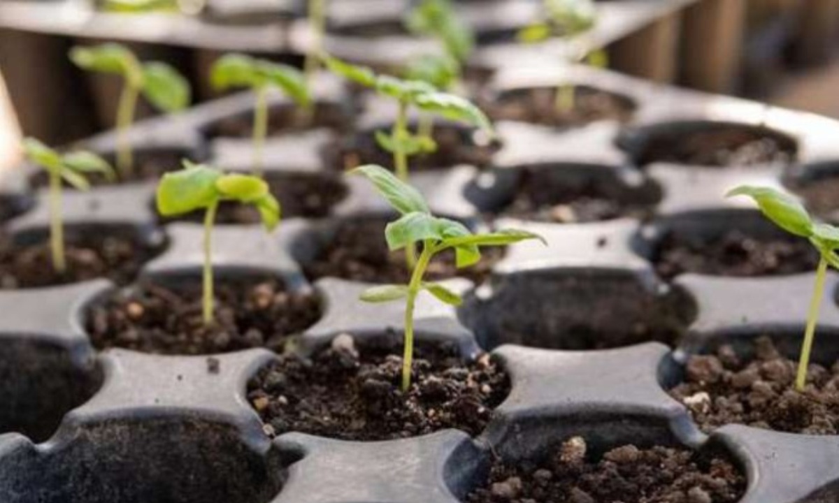 С чего начинать дачный сезон в марте