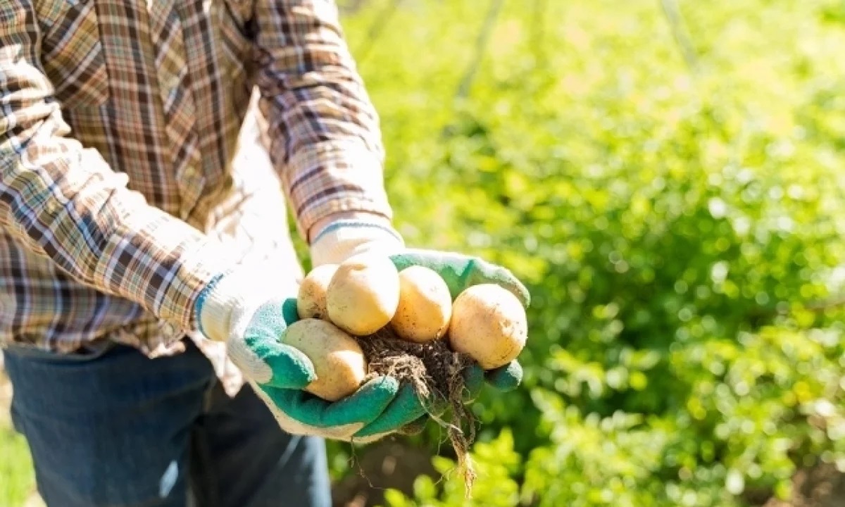 Биолог рассказал о пользе и вреде картофельной кожуры