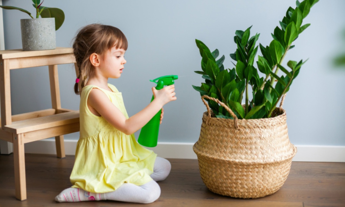 Нужно ли опрыскивать комнатные растения