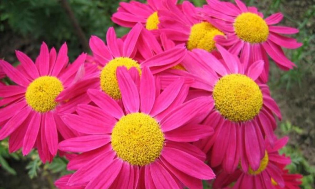 Какие цветы лучше не дарить на 8 Марта