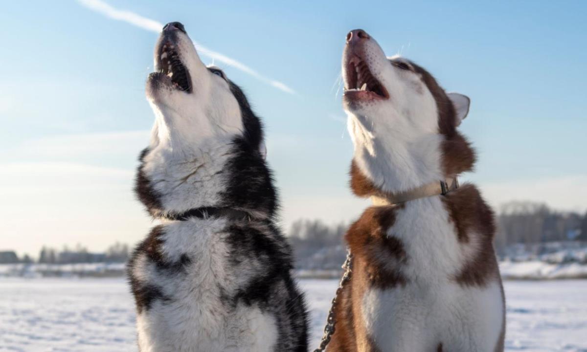 Пять пород собак, которые любят выть — почему питомцы устраивают «концерты»