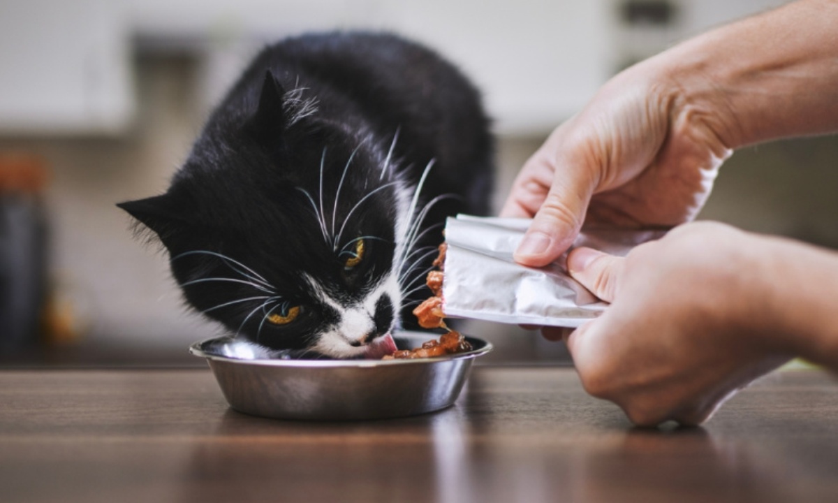 Названы причины возникновения икоты у кошек