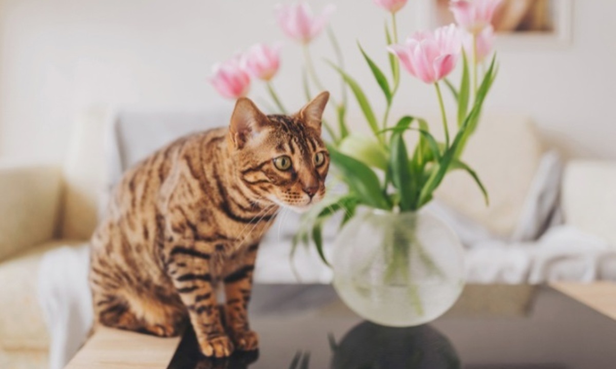Ветеринар назвала не желательные для кошек цветы к 8 Марта