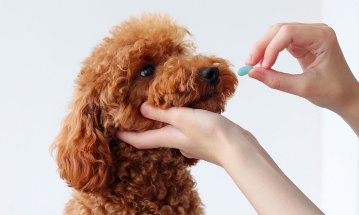 Как защитить собаку от клещей