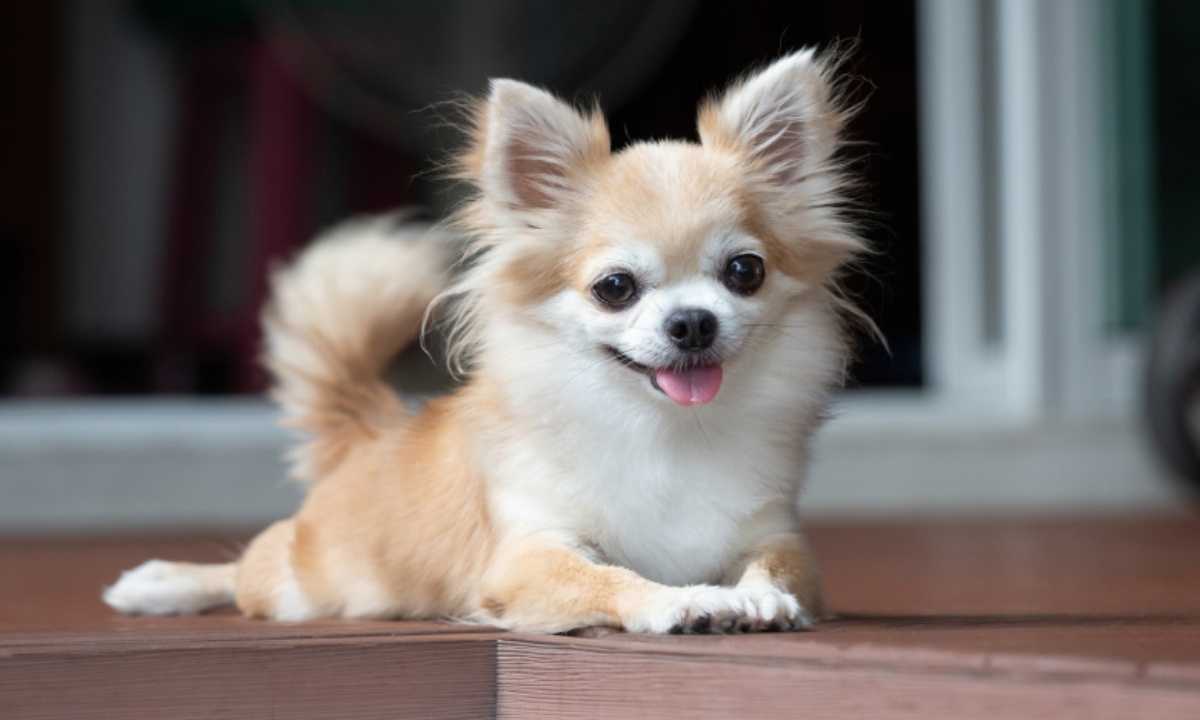 Кинолог раскрыл тайну «улыбки» собак