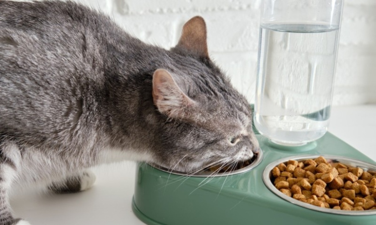 Когда надо  в рацион питомца добавлять витамины