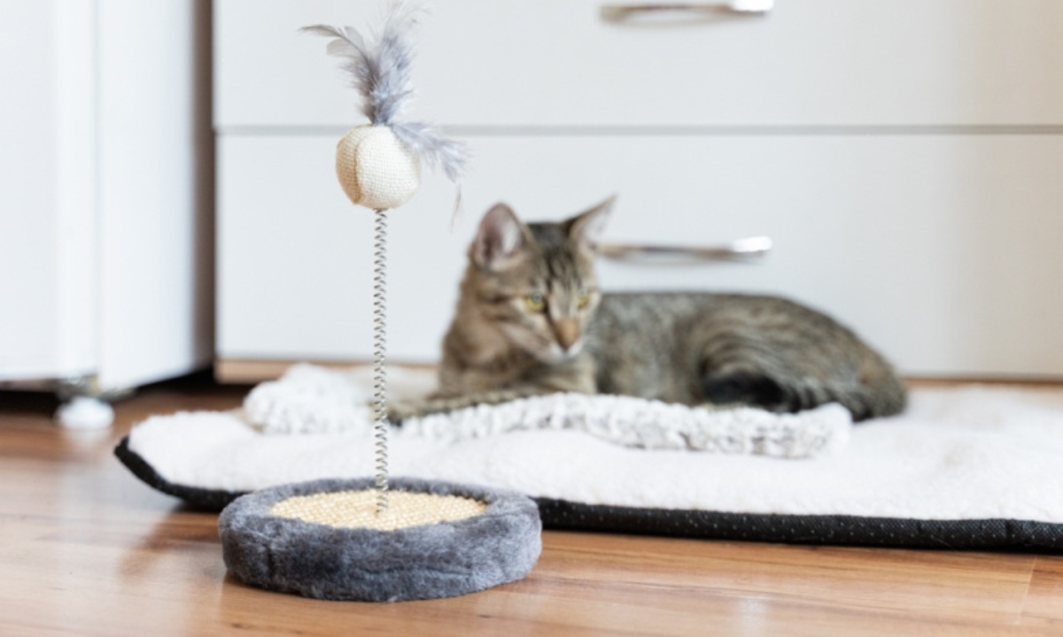 Как вовремя распознать депрессию у собак и кошек