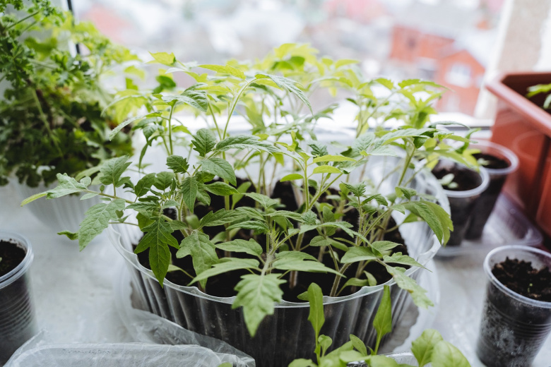 Названы три компонента для богатого урожая