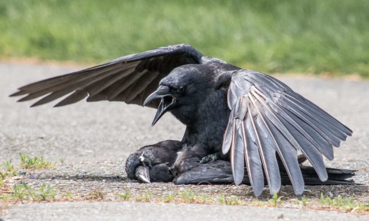Ученые назвали животных, которые могут переживать утрату сородичей