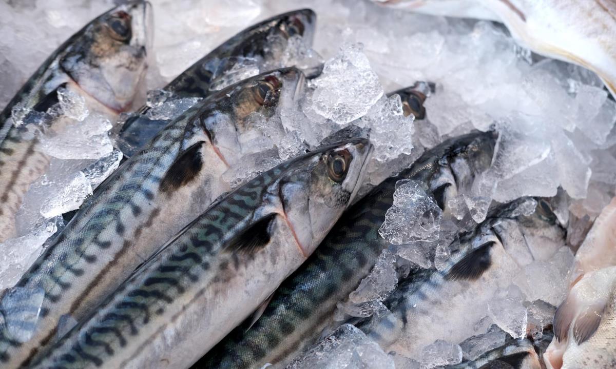 Диетолог назвала доступную рыбу, которая может заменить лосось