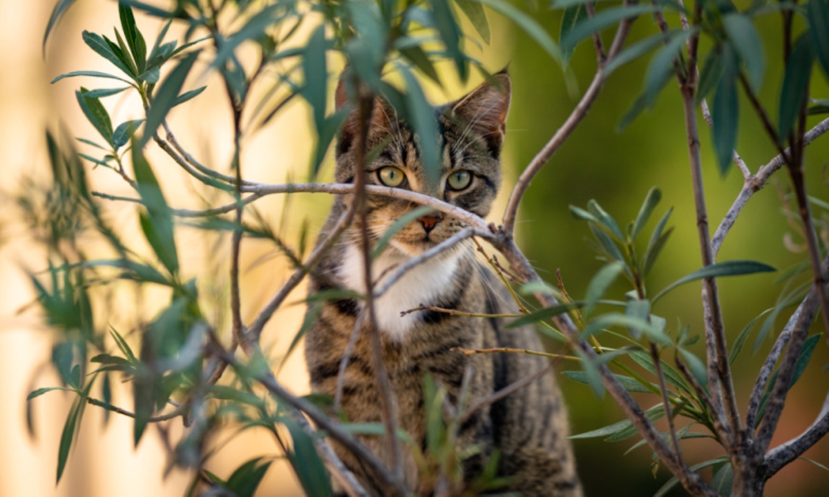 Ветеринар предупредил об опасности комнатных растений для кошек