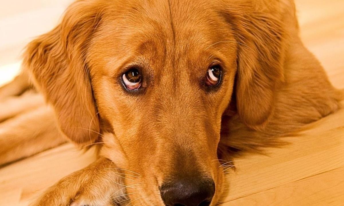 Эксперты объяснили странный взгляд собак «из-под лба»