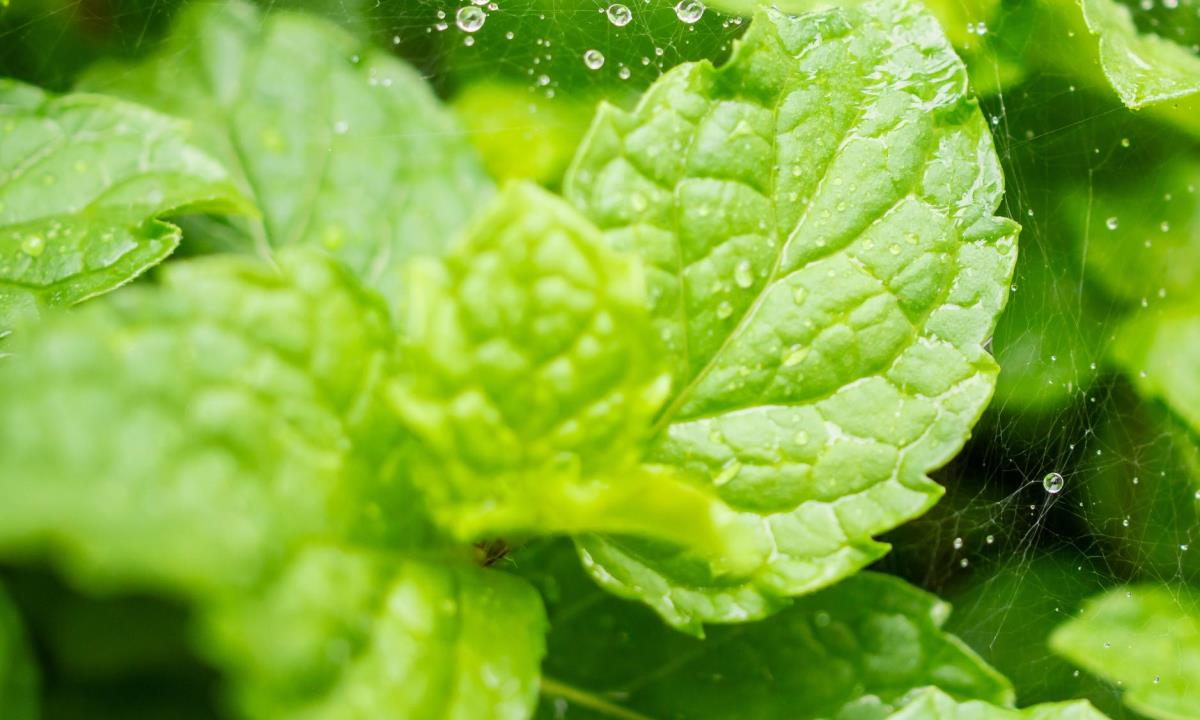 Мята обманывает мозг — ученые объяснили, почему вода после зубной пасты кажется ледяной