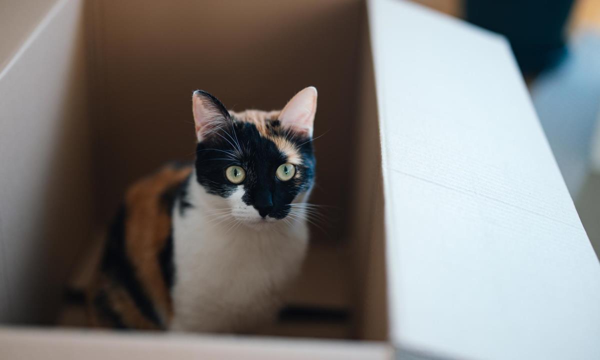 Маленькие тайны жизни с кошкой — привычки, которые понимают только владельцы