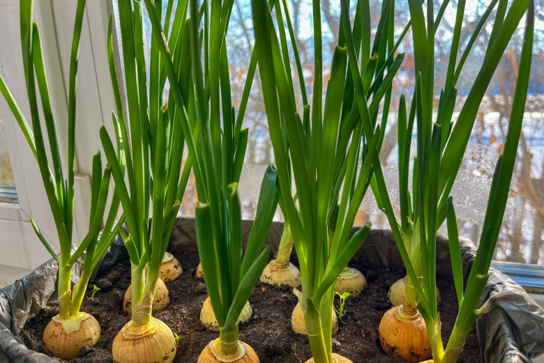 Как быстро вырастить зеленый лук дома
