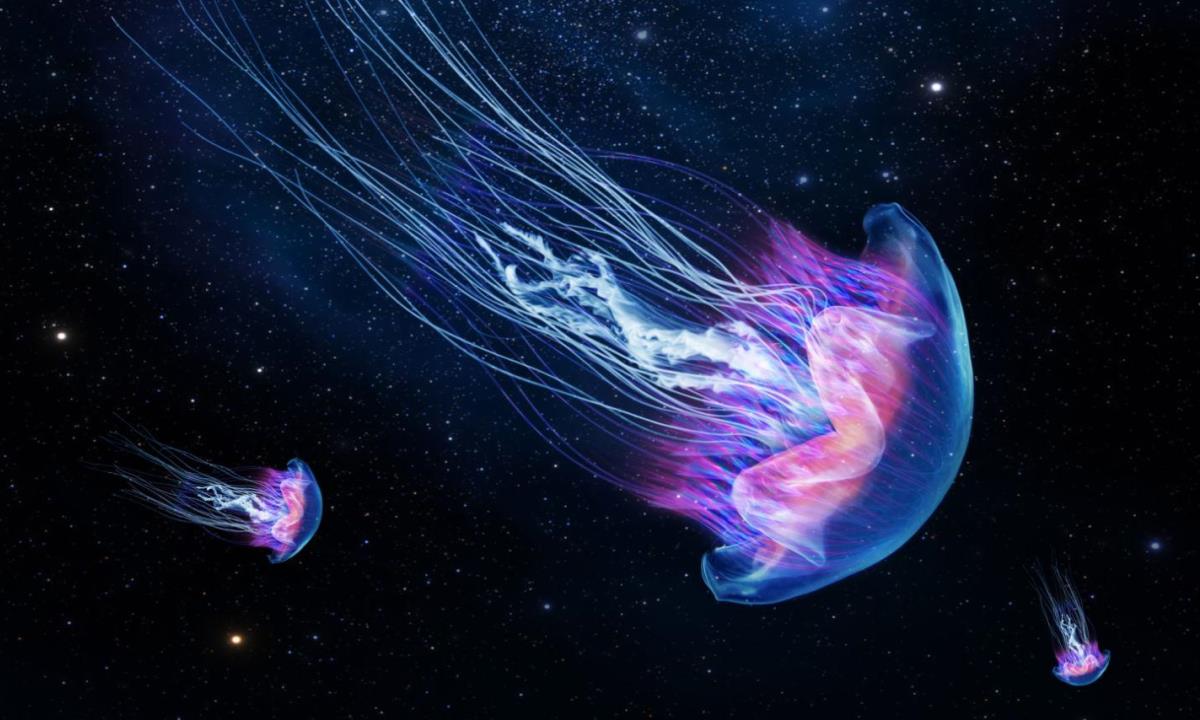 Эксперимент NASA — в космос отправили 2,5 тысячи медуз, а вернулись десятки тысяч