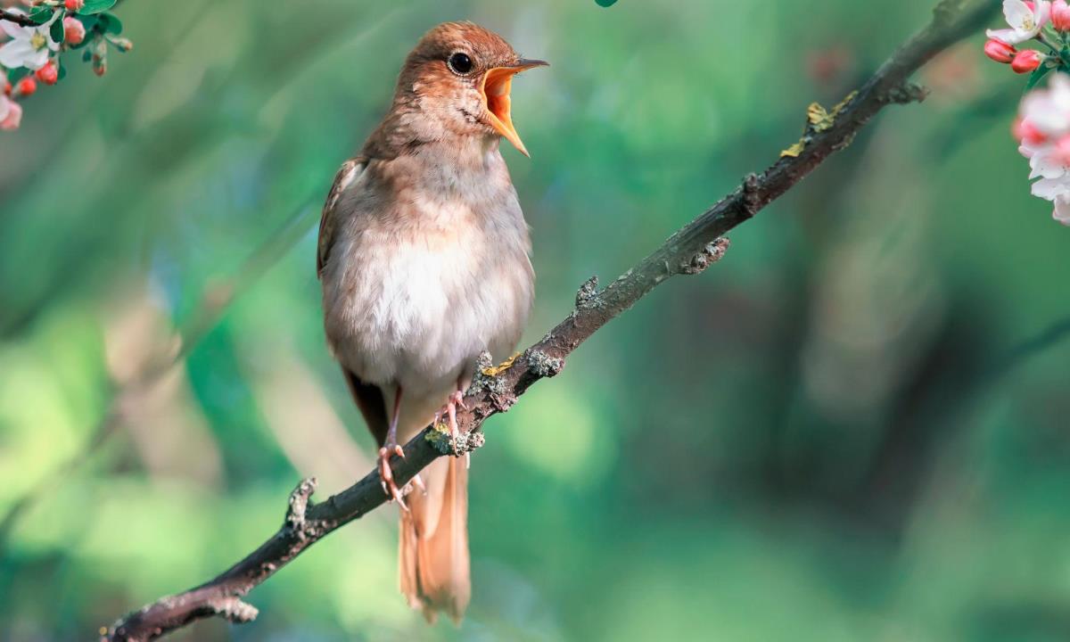 Как по пению определить соловья и воробья — простой ориентир для весенних утр