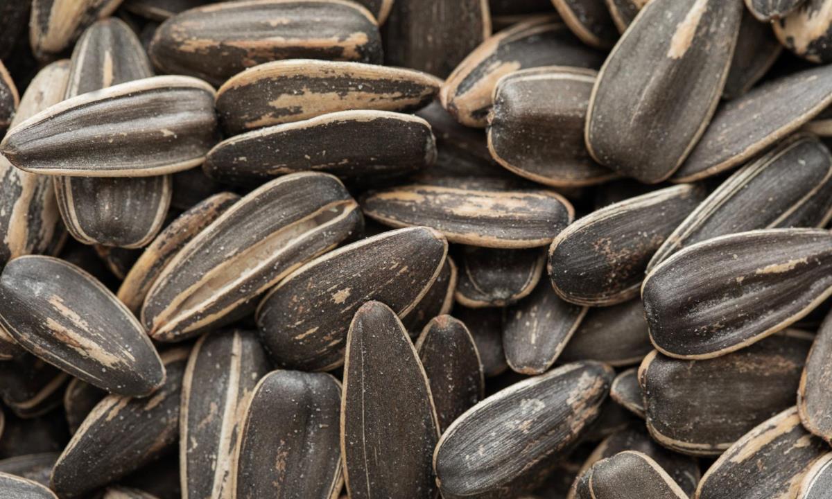 Диетолог объяснила, почему полезно регулярно есть подсолнечные семечки
