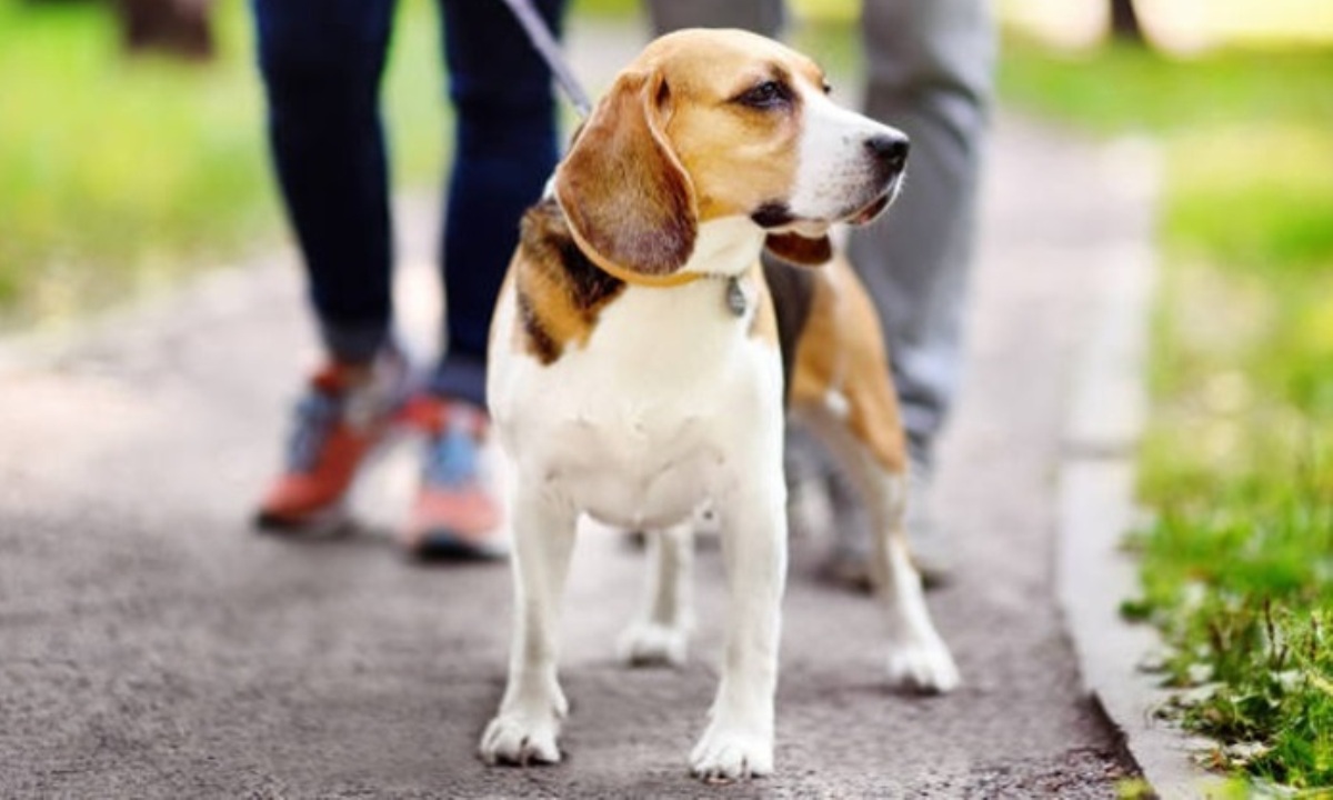 Как избавиться от трусливости собаки