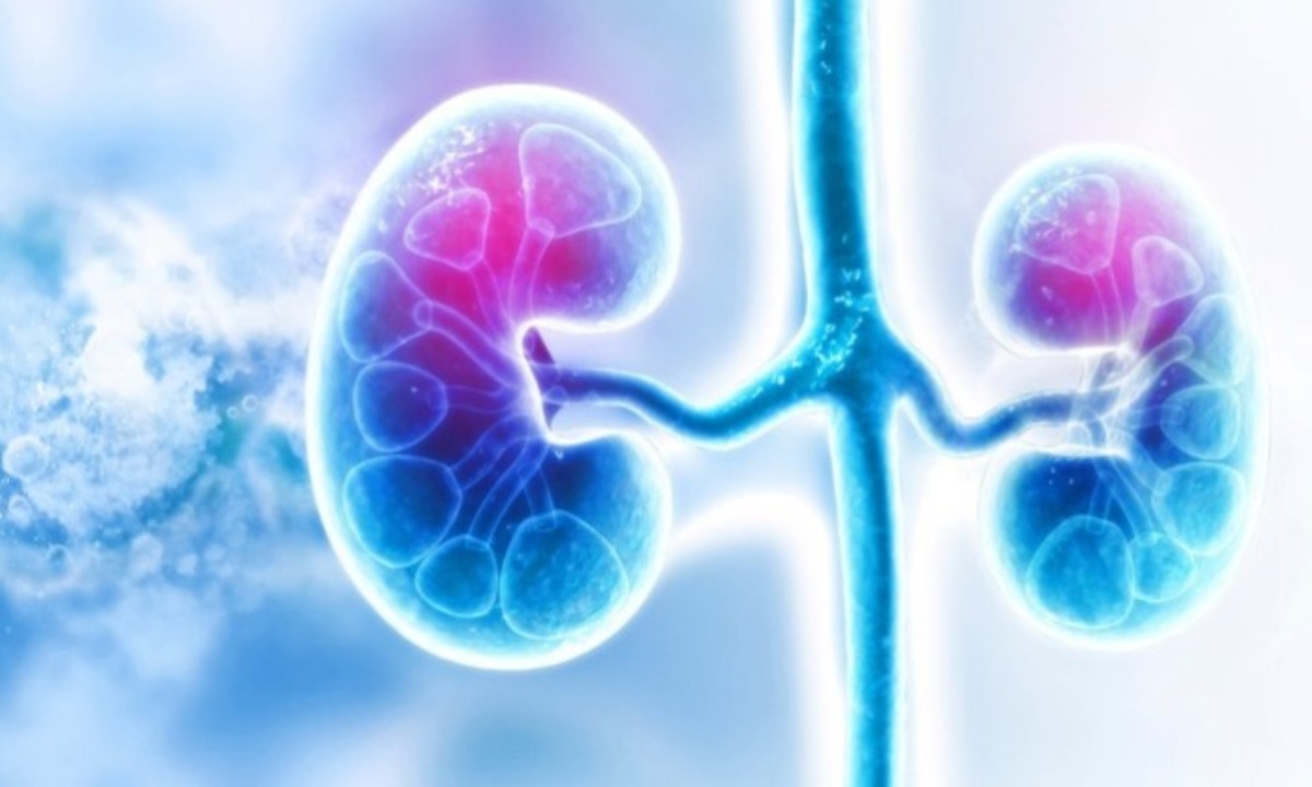 Почему камни в почках чаще возникают у мужчин