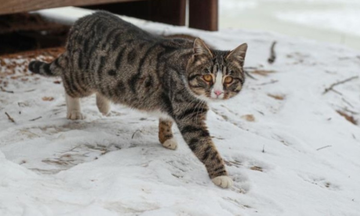 Как приучить к дому подобранного на улице кота