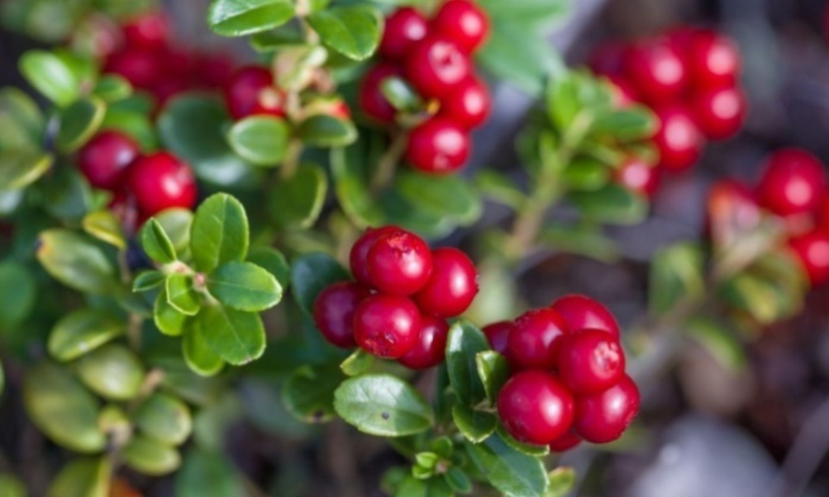 Врач высказался о полезных для почек травах