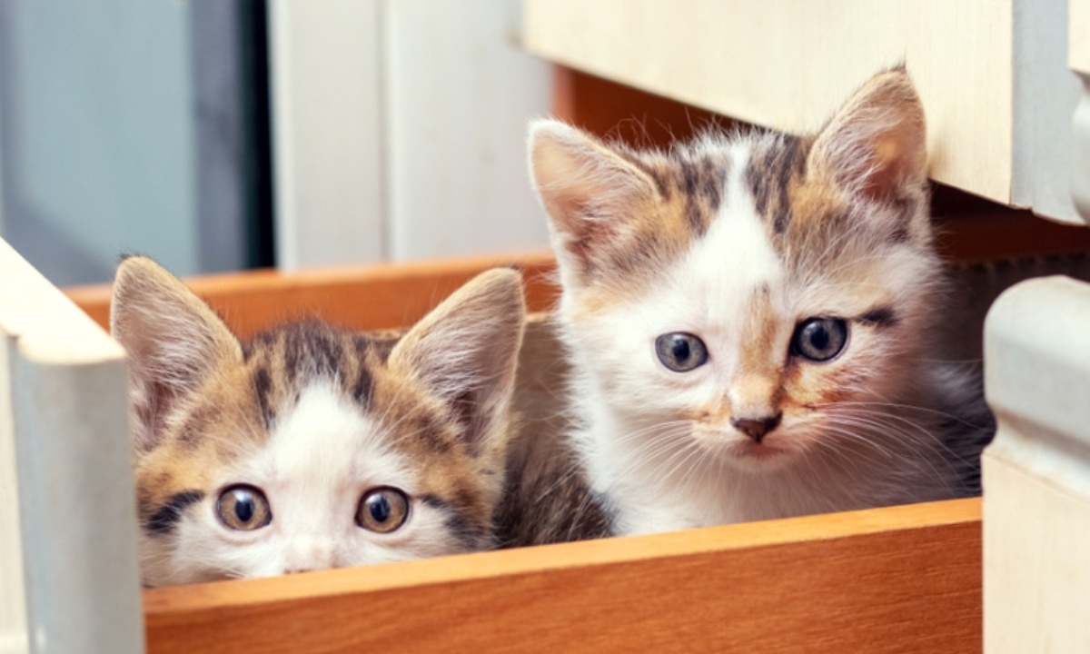 Ветеринар объяснил особенности подбора корма для котят