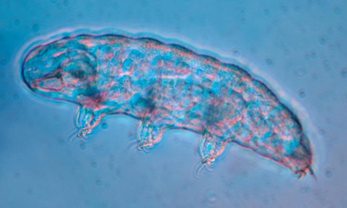 Названо существо, которое может пережить почти любую катастрофу на Земле