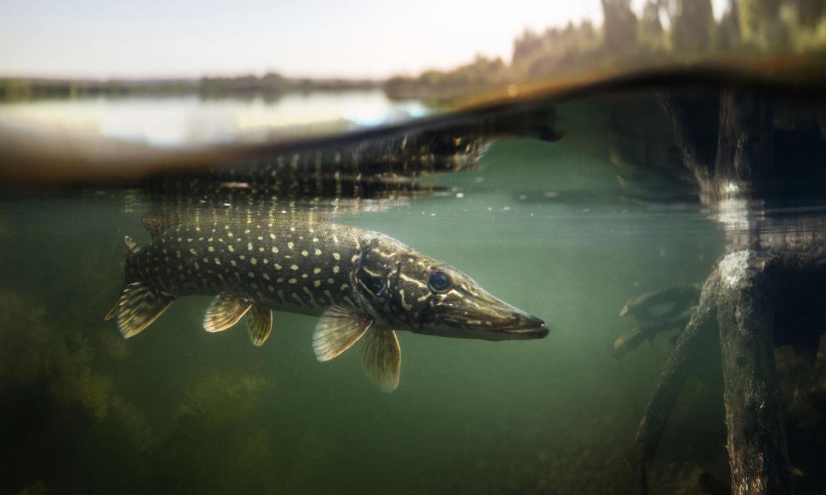 Где можно встретить крупную щуку ранней весной