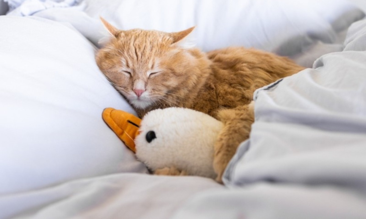 Почему кошки часто прячутся под одеяло