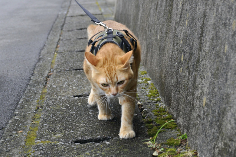 Как приучить кошку к прогулкам