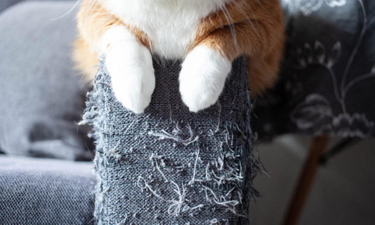 Почему кошки точат когти и как сохранить мебель целой