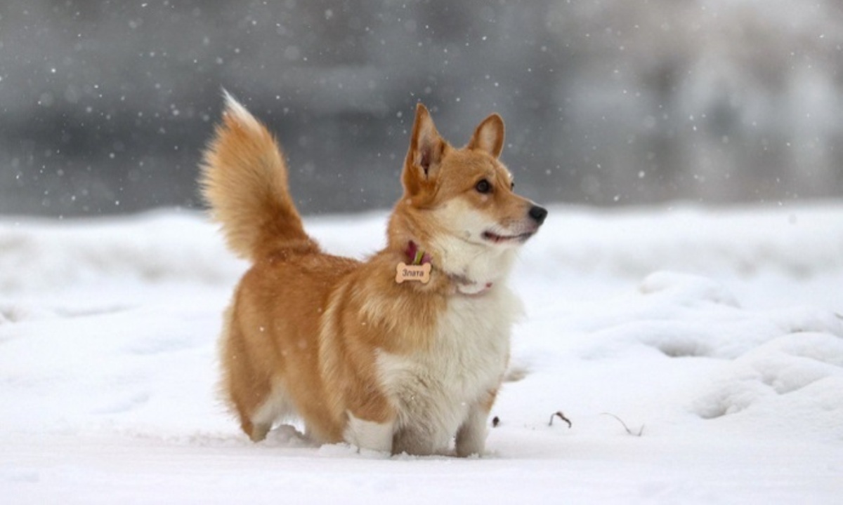 Почему собакам нельзя толстеть