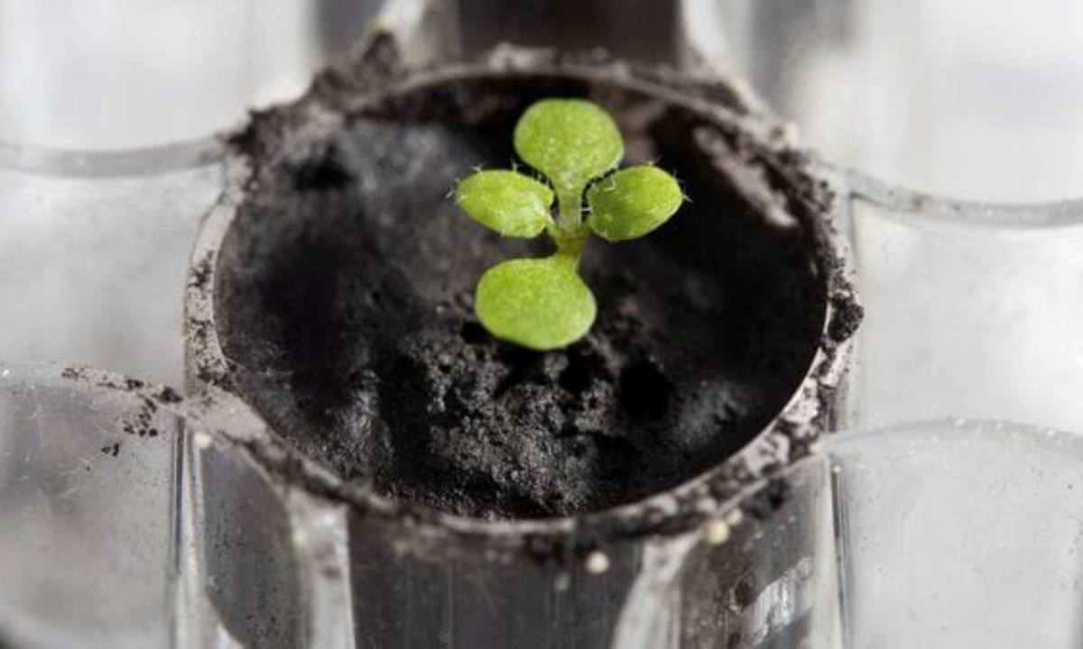 Ученые выяснили, можно ли выращивать картофель на Луне